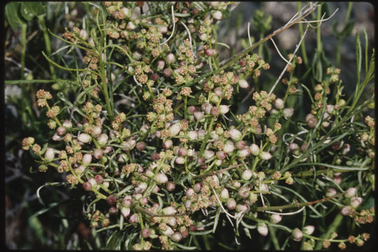 Image of burrobrush