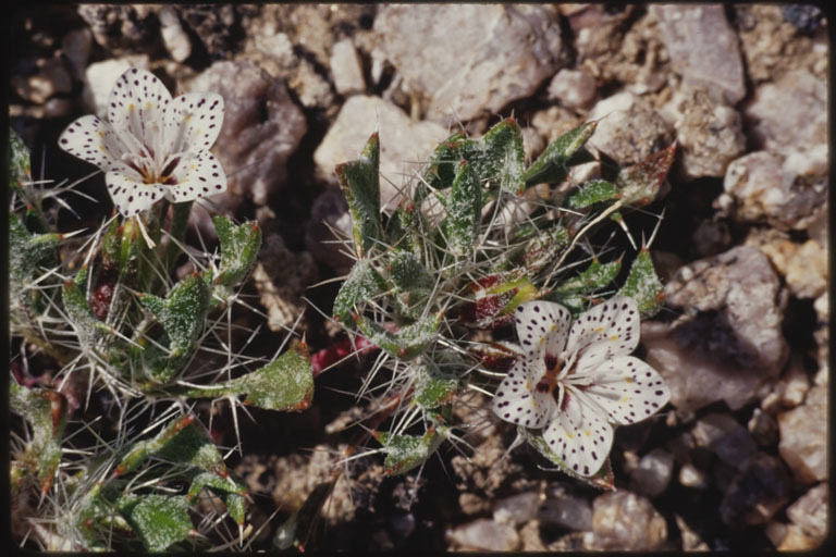 Image of Great Basin langloisia