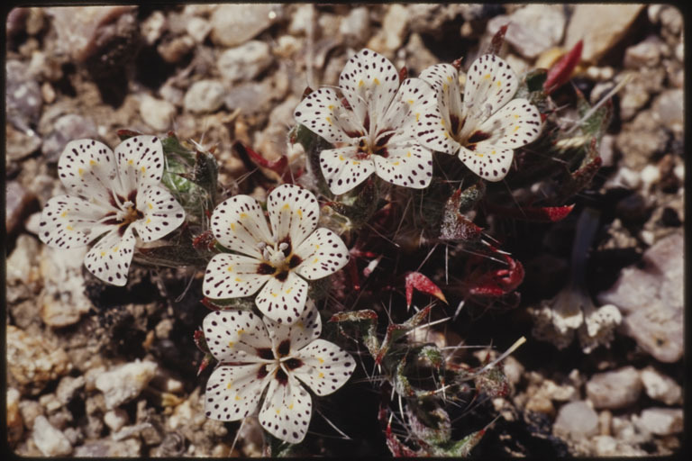 Image of Great Basin langloisia