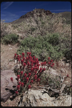 Imagem de Castilleja angustifolia var. dubia A. Nels.