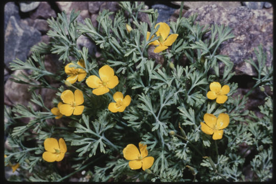 Image of pygmy poppy