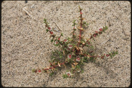 Imagem de <i>Salsola paulsenii</i>