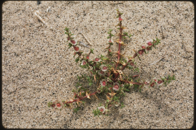 Sivun <i>Salsola paulsenii</i> kuva