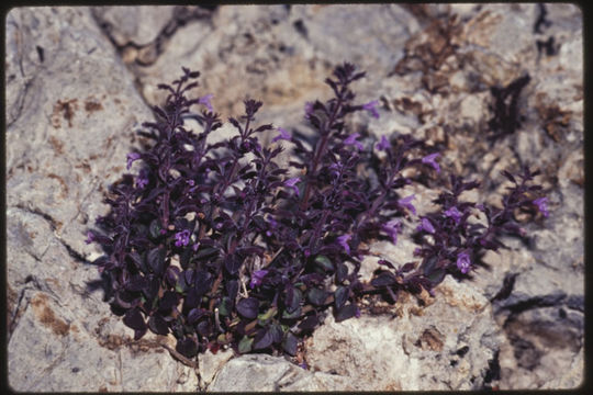 Image of dwarf false pennyroyal