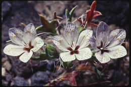 Image of Great Basin langloisia