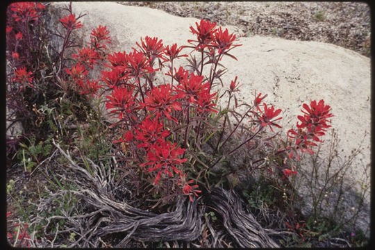 Imagem de Castilleja angustifolia var. dubia A. Nels.