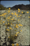 Image of desert poppy