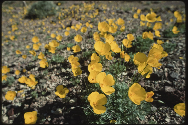 Image of desert poppy