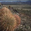 Image de Ferocactus cylindraceus subsp. lecontei (Engelm.) N. P. Taylor