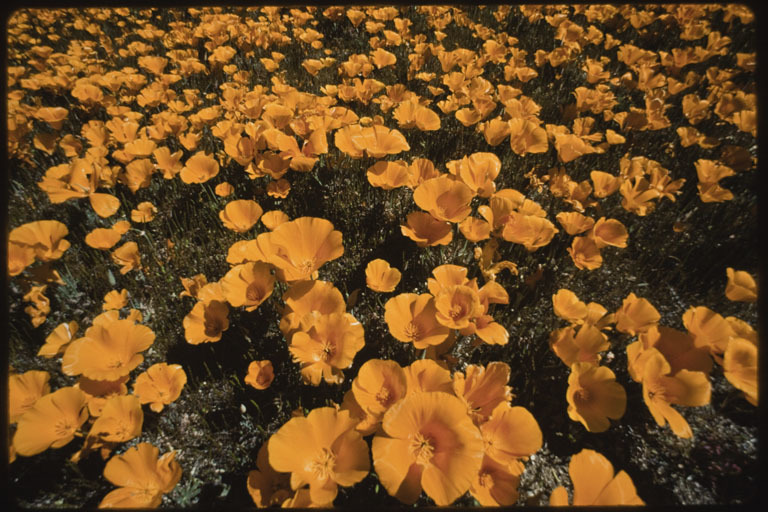 Imagem de Eschscholzia californica Cham.