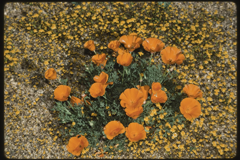 Imagem de Eschscholzia californica Cham.