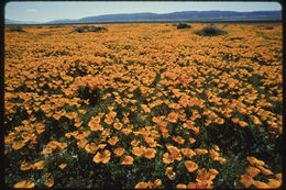 Imagem de Eschscholzia californica Cham.