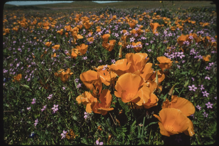 Imagem de Eschscholzia californica Cham.