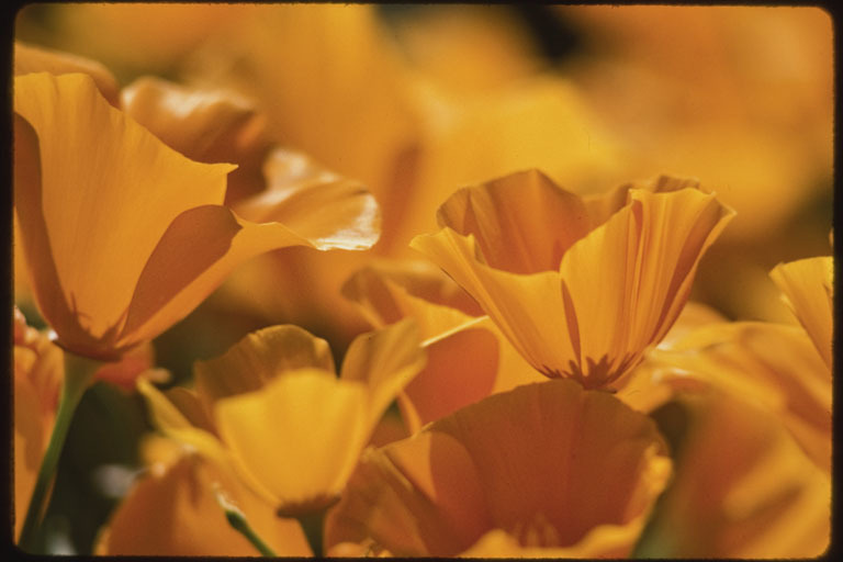 Imagem de Eschscholzia californica Cham.