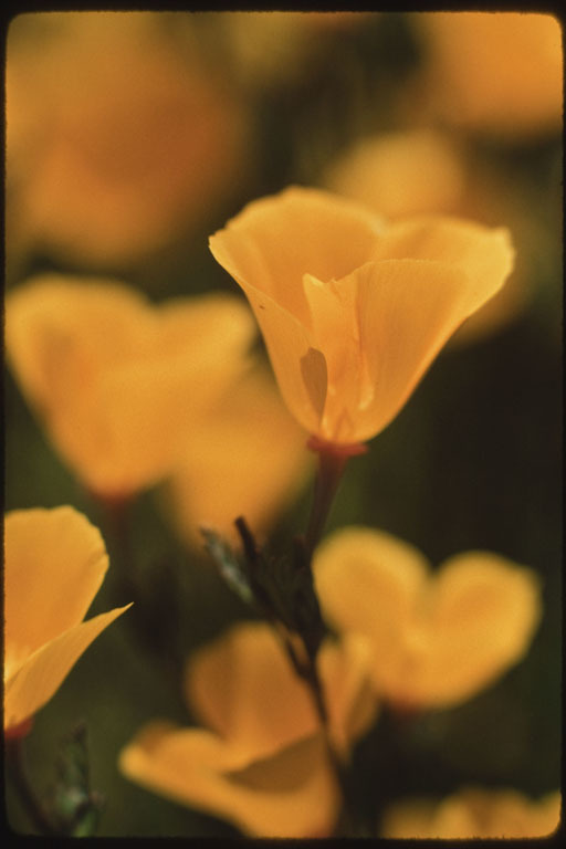 Imagem de Eschscholzia californica Cham.