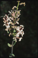 Image of California shieldpod