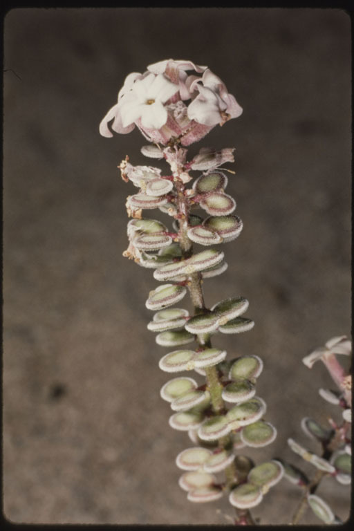 Image of California shieldpod