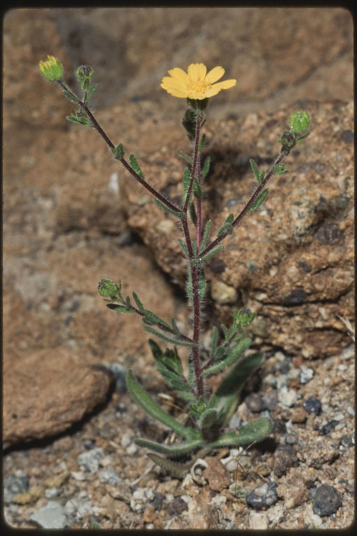 Image of Red Rock tarweed