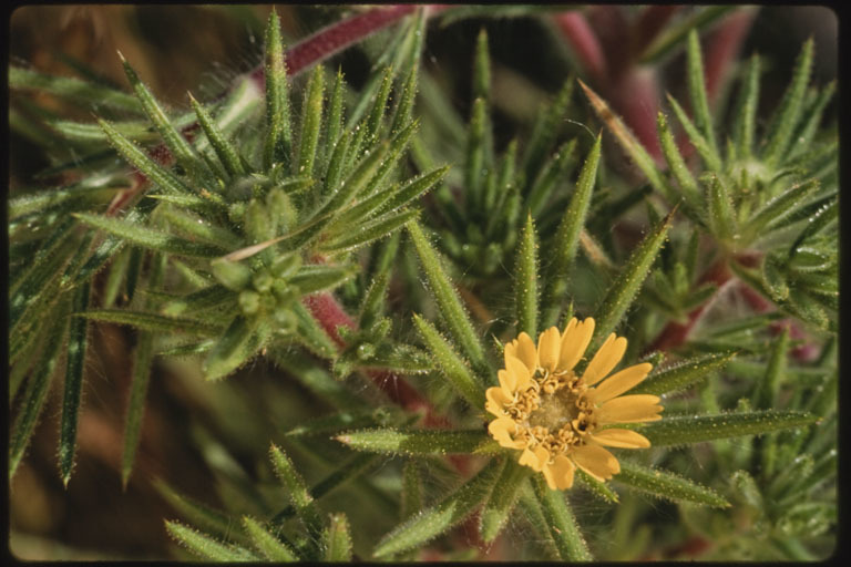 Image of Fitches Spikeweed