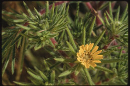 Image of Fitches Spikeweed