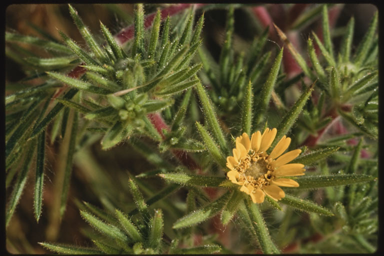 Image of Fitches Spikeweed