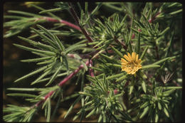 Image of Fitches Spikeweed