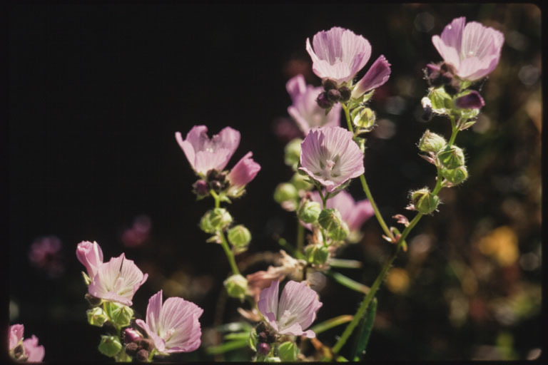 Image of valley checkerbloom