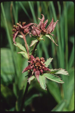 Image of Comarum palustre L.