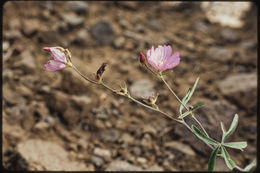 Image de Sidalcea glaucescens Greene.