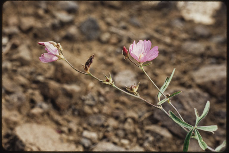 Image of waxy checkerbloom