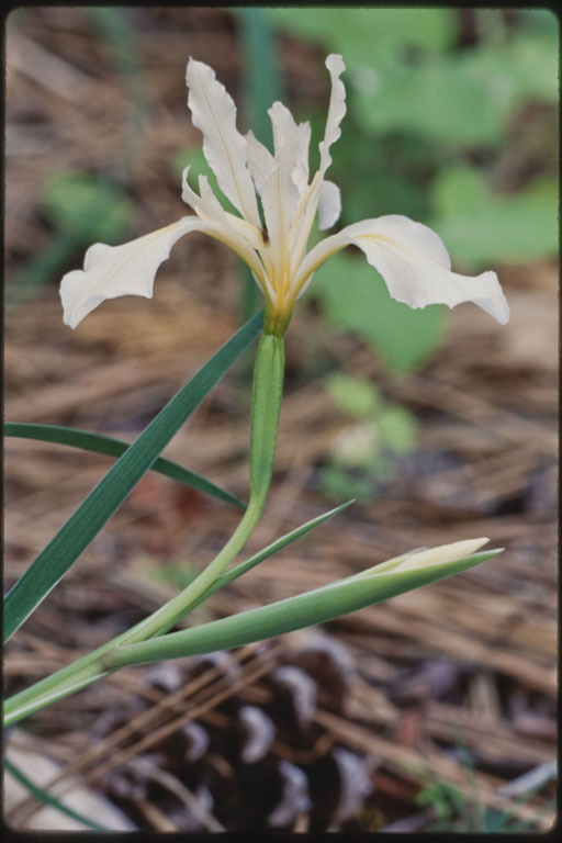 Image of rainbow iris