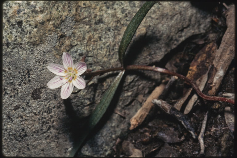 Image of lanceleaf springbeauty