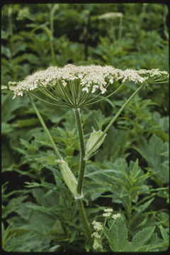 Plancia ëd Heracleum sphondylium subsp. montanum (Schleicher ex Gaudin) Briq.