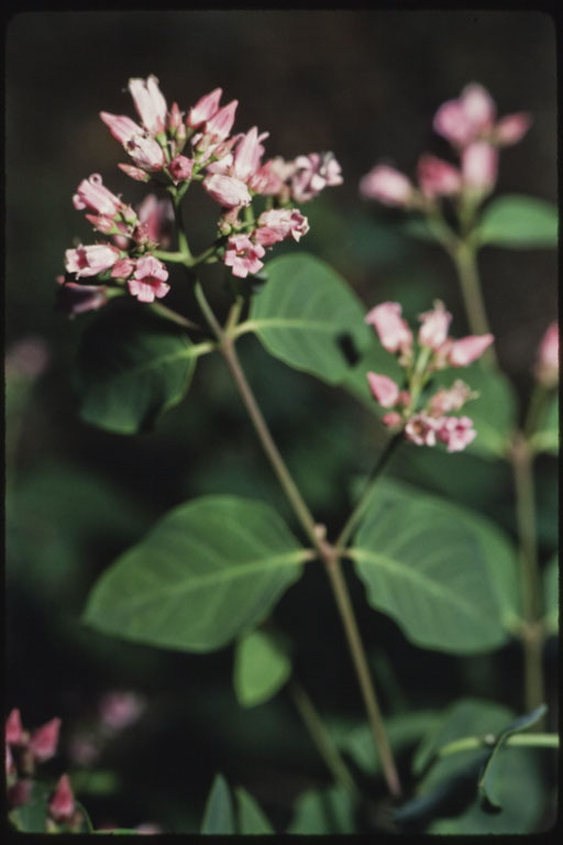 Image of flytrap dogbane