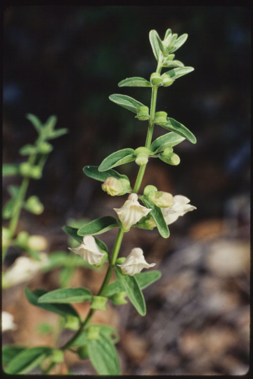 Scutellaria antirrhinoides Benth.的圖片