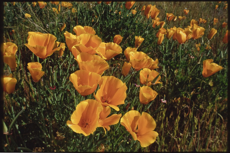 Imagem de Eschscholzia californica Cham.