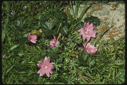 Image of dwarf checkerbloom