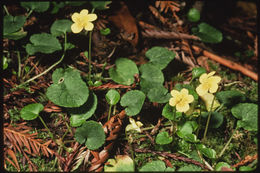 Sivun Viola sempervirens Greene kuva