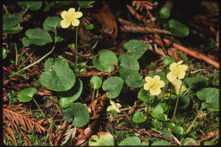 Image of Evergreen Violet