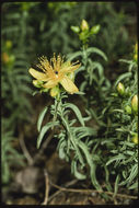 Image de Hypericum concinnum Benth.