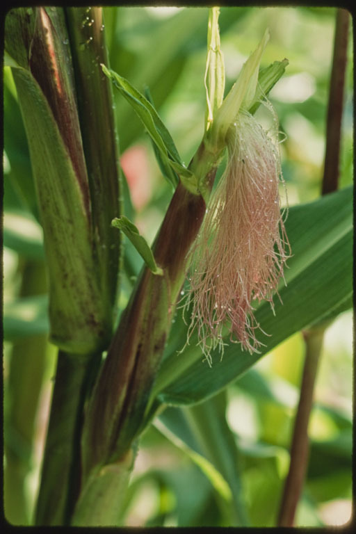 Image of corn,