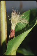 Image of corn,