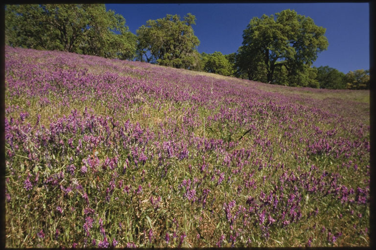 Image of fodder vetch