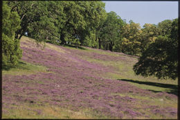 Image of fodder vetch