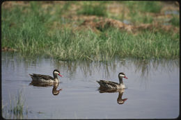 Image of Red-billed Teal