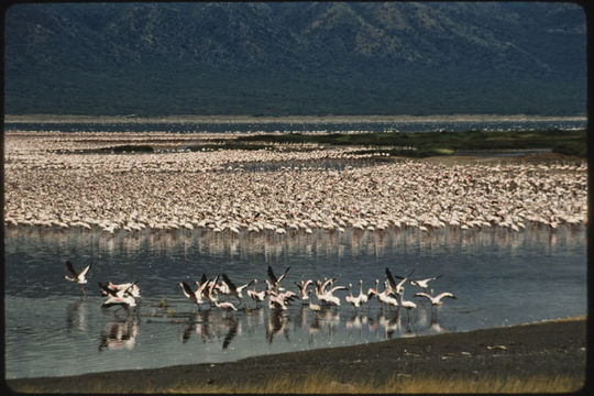 Image of Lesser Flamingo