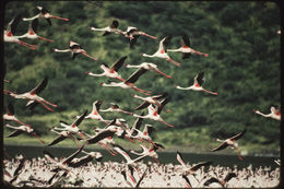 Image of Lesser Flamingo