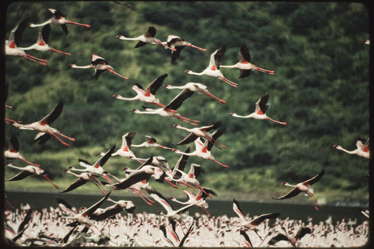 Image of Lesser Flamingo