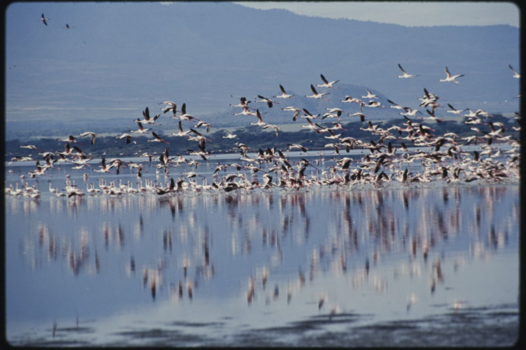 Image of Lesser Flamingo