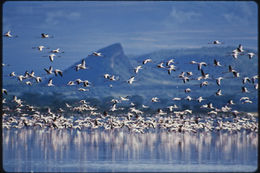 Image of Lesser Flamingo